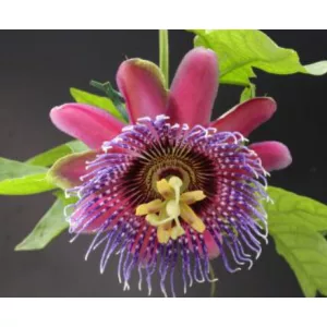 Passiflora Marijke - Golgotavirág