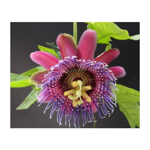 Passiflora Marijke - Golgotavirág