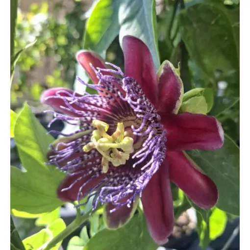Passiflora Marijke - Golgotavirág