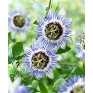 Passiflora Clear Sky - Golgotavirág