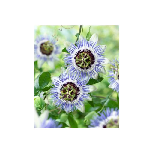 Passiflora Clear Sky - Golgotavirág