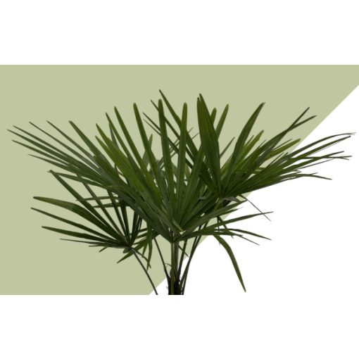 Trachycarpus fortunei (p14) - Kínai kenderpálma