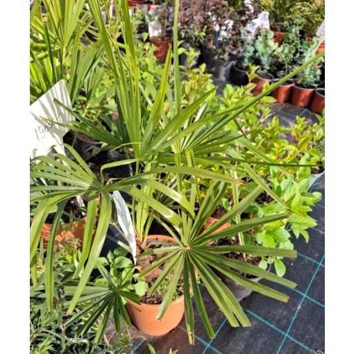 Trachycarpus fortunei (p21) - Kínai kenderpálma