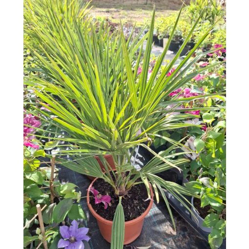 Chamaerops humilis (p27) - Európai törpepálma