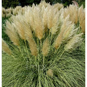 Cortaderia selloana Splendid Star - Pampafű