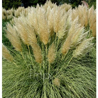 Pampafű (Cortaderia)