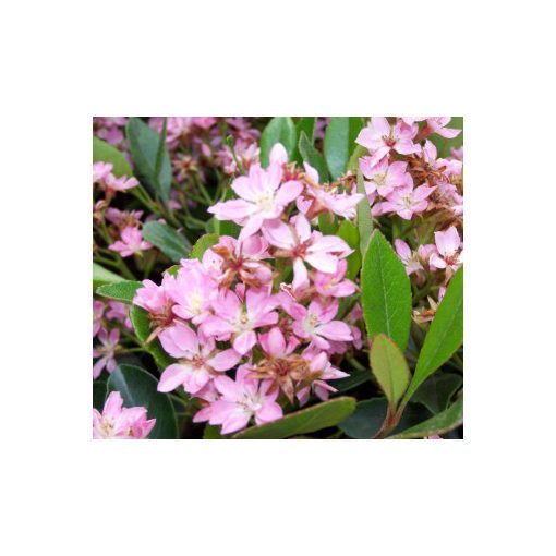 Rhaphiolepis indica Pink Cloud - Indiai díszgalagonya