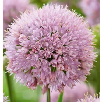 Díszhagyma (Allium)