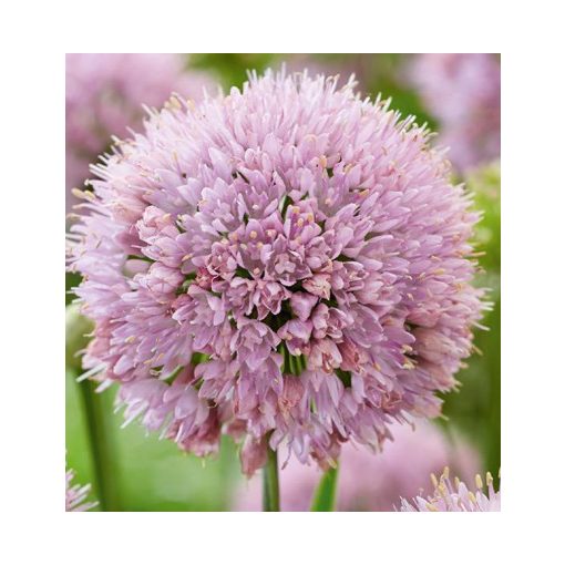 Allium senescens In Orbit - Díszhagyma