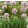 Allium senescens Lisa Green - Díszhagyma