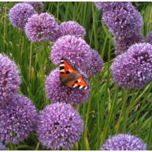 Allium senescens Summer Beauty - Díszhagyma