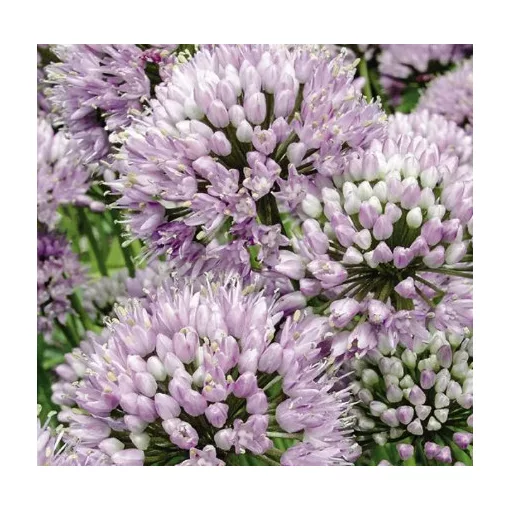 Allium senescens Summer Beauty - Díszhagyma