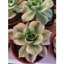 Fás kövirózsa - Aeonium Starburst