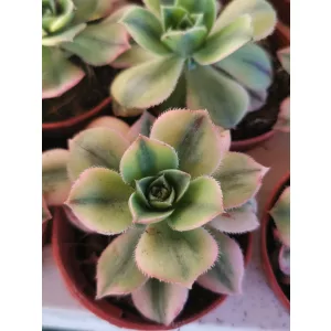 Fás kövirózsa - Aeonium Starburst