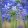 Agapanthus Monique - Szerelemvirág