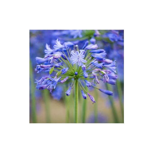 Agapanthus Monique - Szerelemvirág
