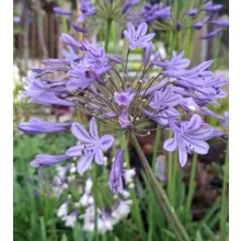 Agapanthus Dr Brouwer - Szerelemvirág