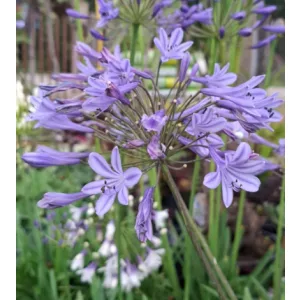Agapanthus Dr Brouwer - Szerelemvirág