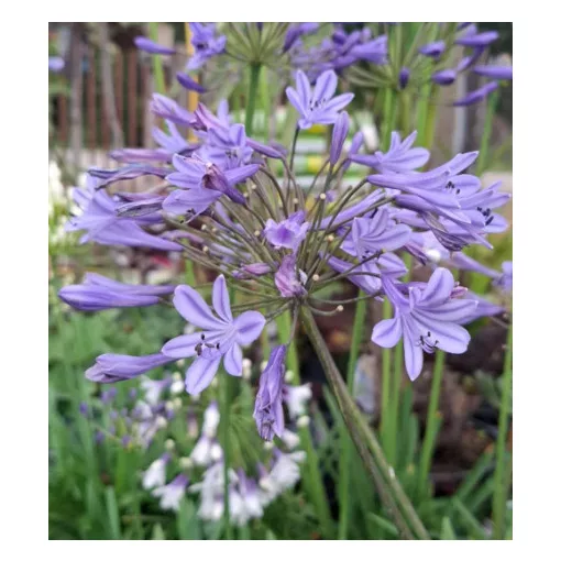 Agapanthus Dr Brouwer - Szerelemvirág
