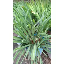 Agapanthus Dr Brouwer - Szerelemvirág