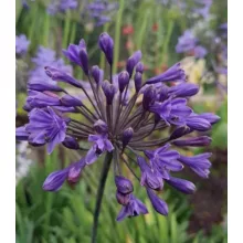 Agapanthus Intermedius - Szerelemvirág