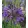 Agapanthus Intermedius - Szerelemvirág