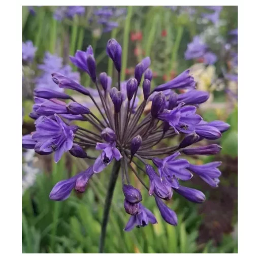 Agapanthus Intermedius - Szerelemvirág