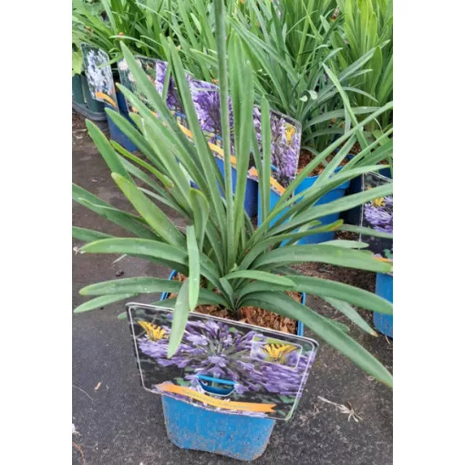 Agapanthus Intermedius - Szerelemvirág