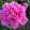 Paeonia Amabilis - Bazsarózsa
