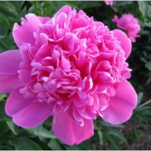 Paeonia Amabilis - Bazsarózsa