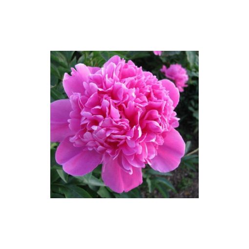 Paeonia Amabilis - Bazsarózsa