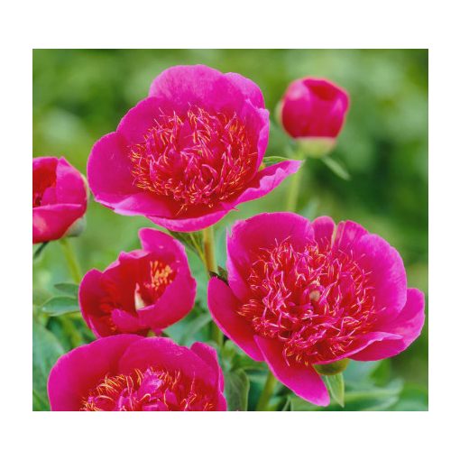 Paeonia Anemoniflora - Bazsarózsa