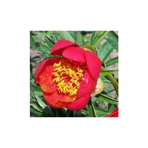 Paeonia Otto Fröbel - Bazsarózsa