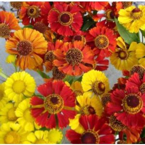 Helenium autumnale Mix - Napfényvirág