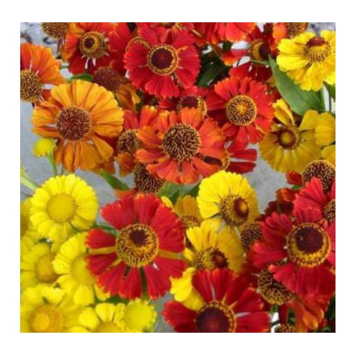 Helenium autumnale Mix - Napfényvirág
