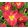 Hemerocallis Siloam Paul Watts - Sásliliom