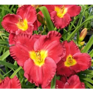 Hemerocallis Siloam Paul Watts - Sásliliom