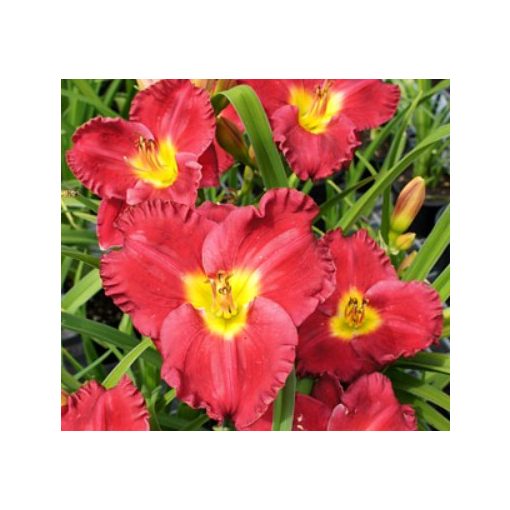 Hemerocallis Siloam Paul Watts - Sásliliom