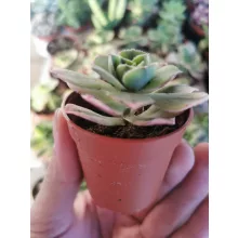 Fás kövirózsa - Aeonium Starburst