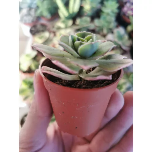 Fás kövirózsa - Aeonium Starburst