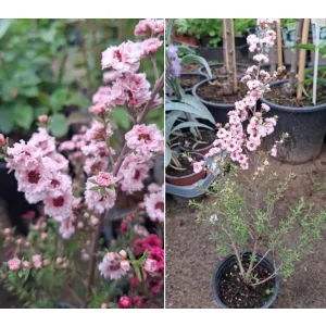 Leptospermum Wiri Adrienne - Új-zélandi teafa