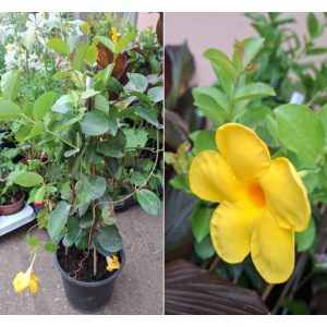 Dipladenia Yellow (p17) - Sárga tölcsérjázmin