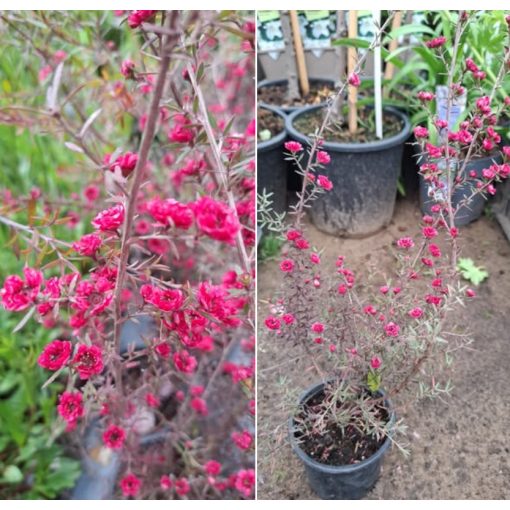 Leptospermum Red Damask - Új-zélandi teafa