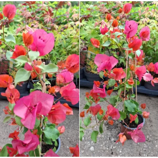 Bougainvillea James Walker (67) - Murvafürt