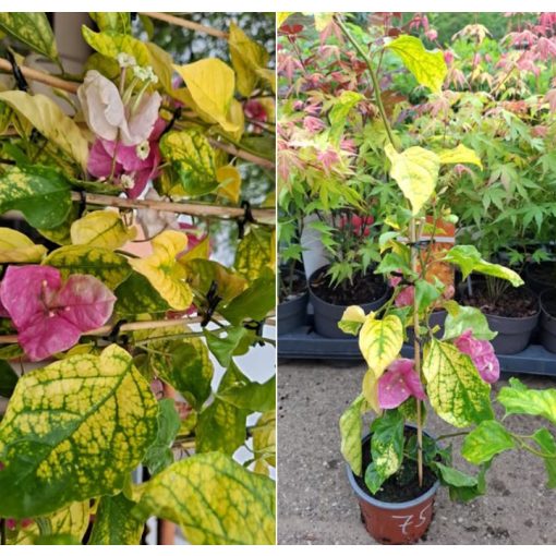 Bougainvillea Magic Ice Cream (75) - Murvafürt