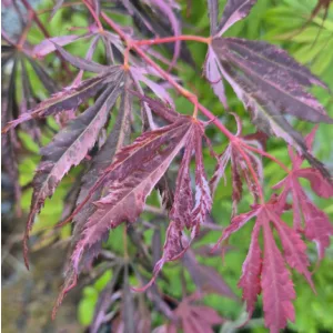 Acer palmatum Extravaganza (p19) - Japán juhar