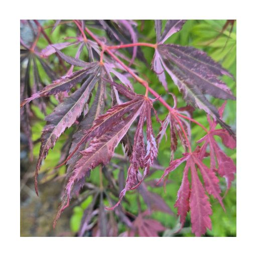 Acer palmatum Extravaganza (p19) - Japán juhar