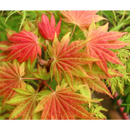 Acer palmatum Moonrise (p19) - Japán juhar (törzses)