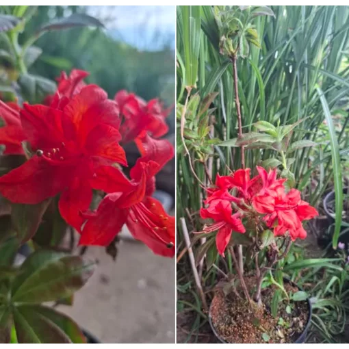Azalea knaphill Koster Brilliant - Knaphill azálea