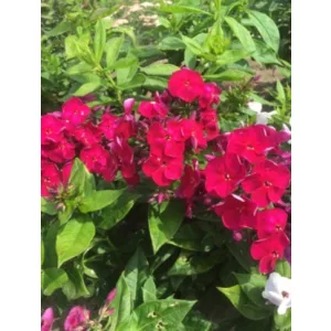 Phlox paniculata Bambini Cherry Crush - Bugás lángvirág